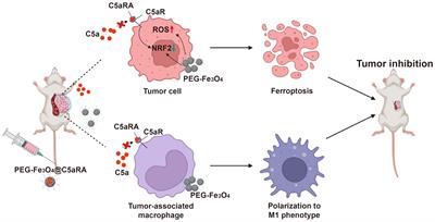 A novel hollow iron nanoparticle system loading PEG-Fe3O4 with C5a receptor antagonist for breast cancer treatment